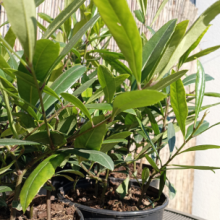 Plante maté Leaderplant